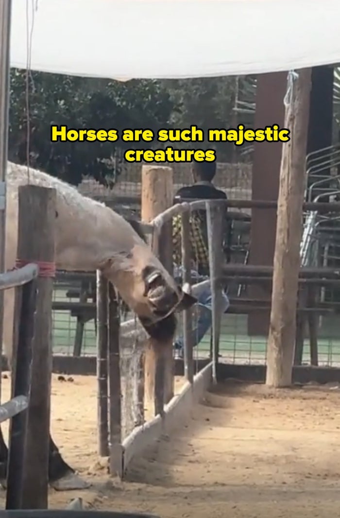 Caballo en un &aacute;rea cercada estir&aacute;ndose sobre la cerca boca abajo con una expresi&oacute;n divertida con la leyenda "los caballos son criaturas tan majestuosas"