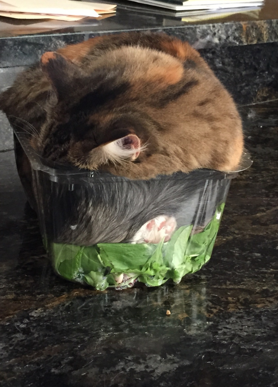 Gato dormido en un recipiente de pl&aacute;stico con hojas de ensalada